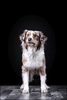 standing Australian Shepherd