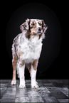 standing Australian Shepherd