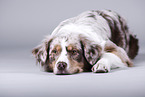 lying Australian Shepherd