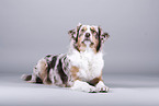 lying Australian Shepherd