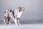 standing Australian Shepherd