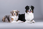 Australian Shepherds