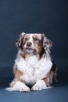 lying Australian Shepherd