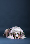 lying Australian Shepherd