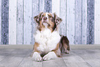 lying Australian Shepherd