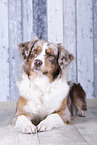 lying Australian Shepherd