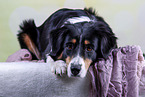 lying Australian Shepherd