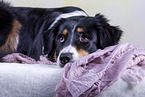 lying Australian Shepherd