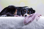 lying Australian Shepherd