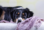 lying Australian Shepherd