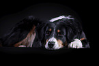 lying Australian Shepherd