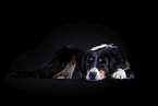 lying Australian Shepherd
