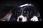 lying Australian Shepherd