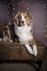 lying Australian Shepherd