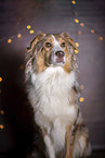 Australian Shepherd Portrait