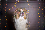 Australian Shepherd Portrait