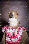 lying Australian Shepherd