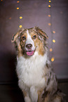 Australian Shepherd Portrait