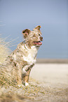 sitting Australian Shepherd