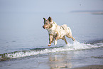 Australian Shepherd running on the beach