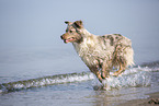 Australian Shepherd running on the beach