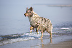 Australian Shepherd running on the beach