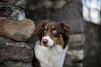 Australian Shepherd Portait