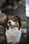 Australian Shepherd Portait