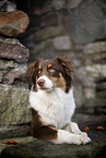 lying Australian Shepherd