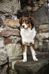 standing Australian Shepherd