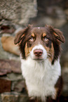 Australian Shepherd Portait