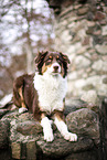 lying Australian Shepherd