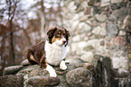 lying Australian Shepherd