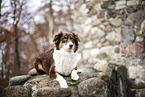 lying Australian Shepherd