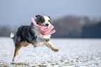 Australian Shepherd retrieves toy