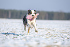 Australian Shepherd retrieves toy