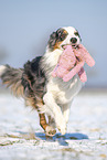 Australian Shepherd retrieves toy