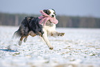 Australian Shepherd retrieves toy