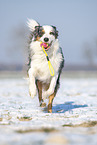 Australian Shepherd retrieves toy