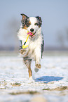 Australian Shepherd retrieves toy