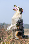 sitting Australian Shepherd