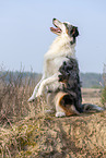 sitting Australian Shepherd