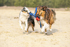 Australian Shepherd with mongrel