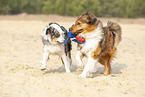 Australian Shepherd with mongrel