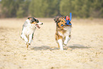 Australian Shepherd with mongrel