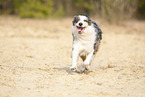 running Australian Shepherd