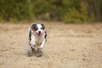 running Australian Shepherd