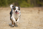 running Australian Shepherd