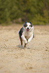 running Australian Shepherd