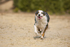 running Australian Shepherd